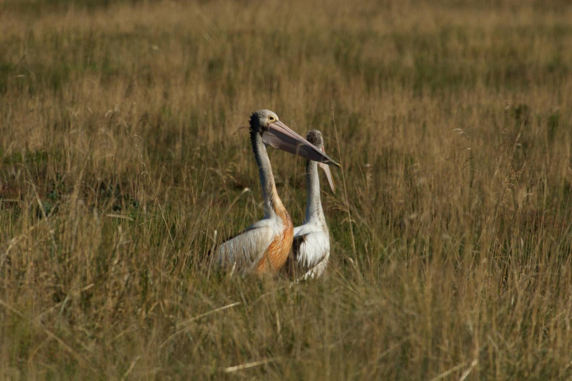 Pelican Point Sanctuary St Helens Luaran gambar