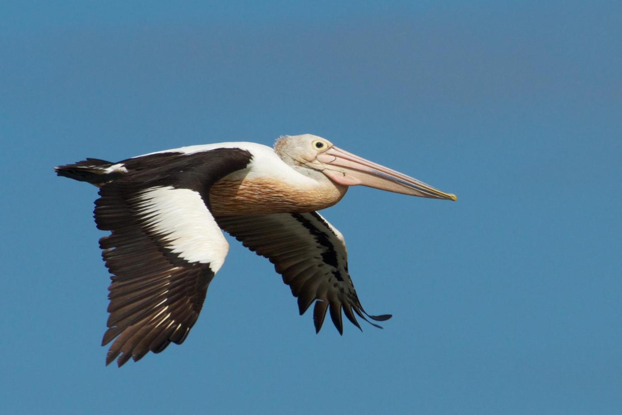 Pelican Point Sanctuary St Helens Luaran gambar