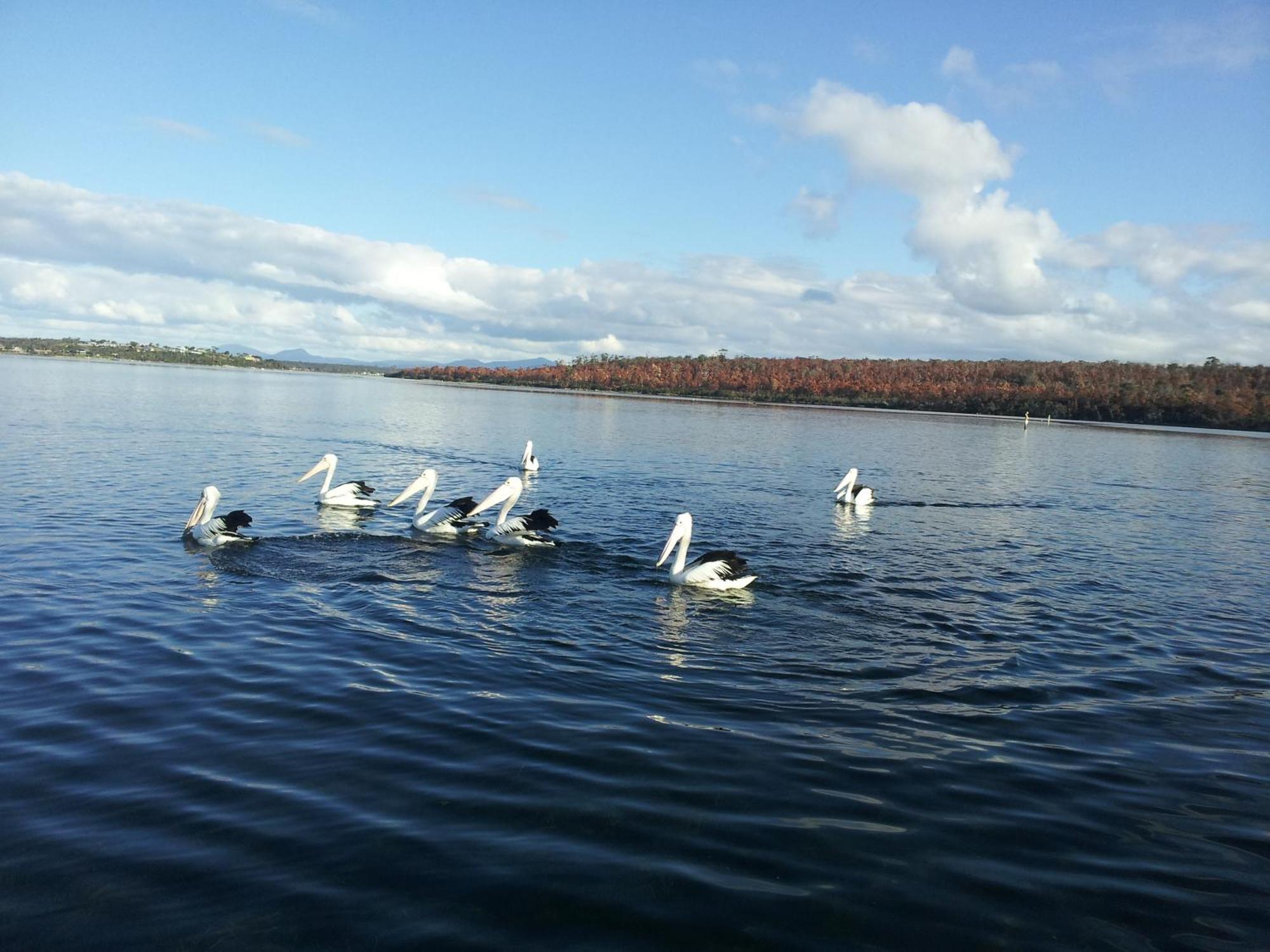 Pelican Point Sanctuary St Helens Luaran gambar
