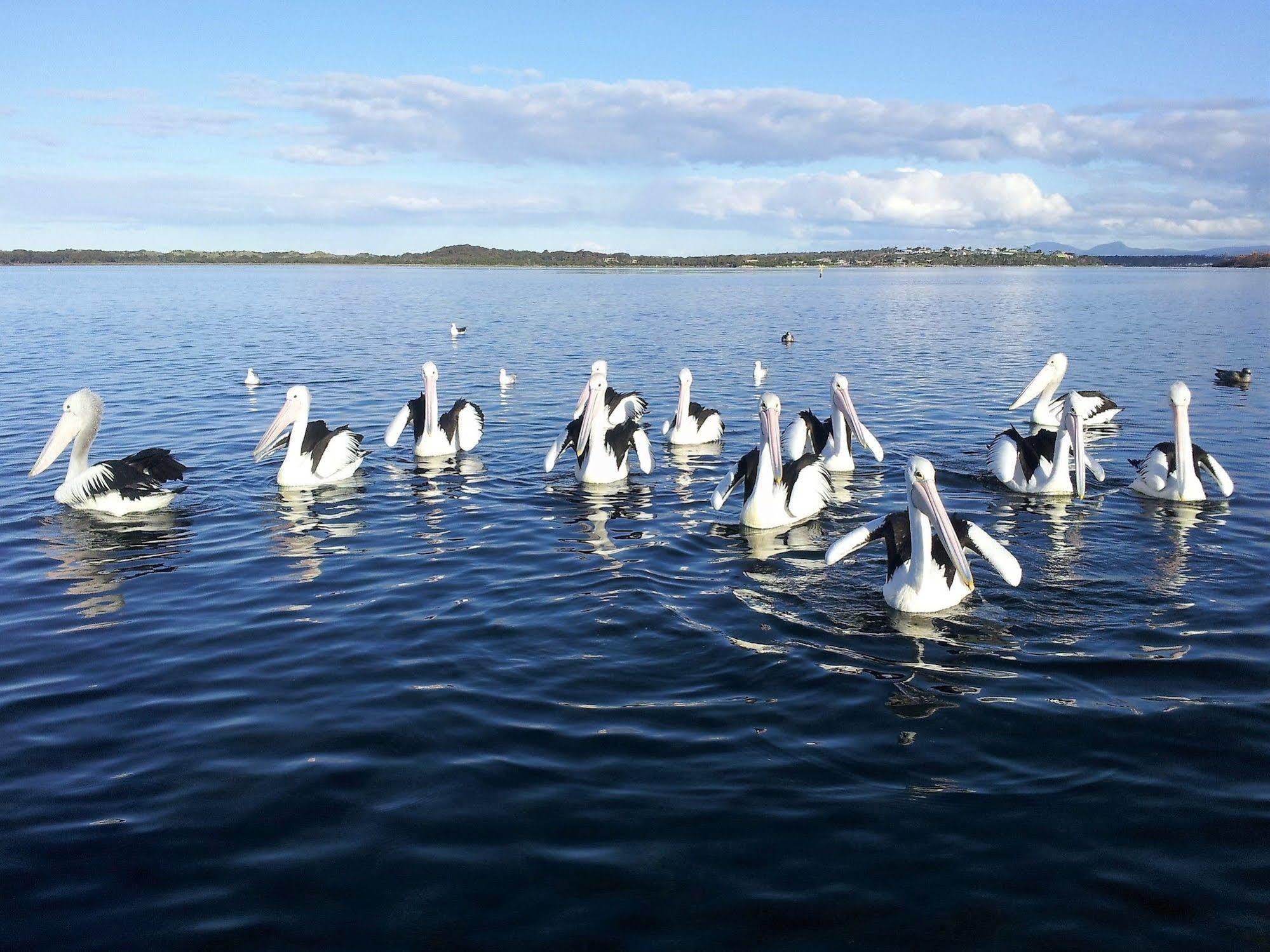Pelican Point Sanctuary St Helens Luaran gambar